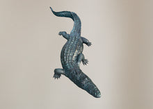 Load image into Gallery viewer, Alligator/Crocodile Life Size
